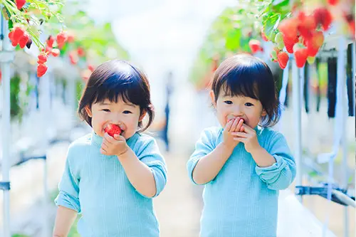 血縁DNA鑑定は、双子として生まれた子供が一卵性双生児なのか二卵性双生児かどうかDNA型鑑定により最も正確に調べられます